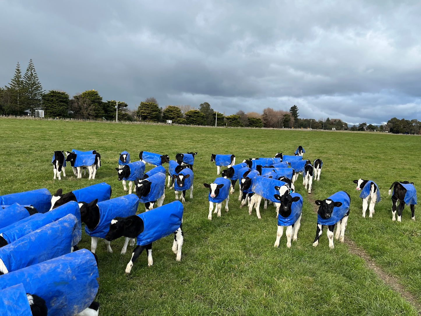 A650 PE Calf Cover (10 Pack)