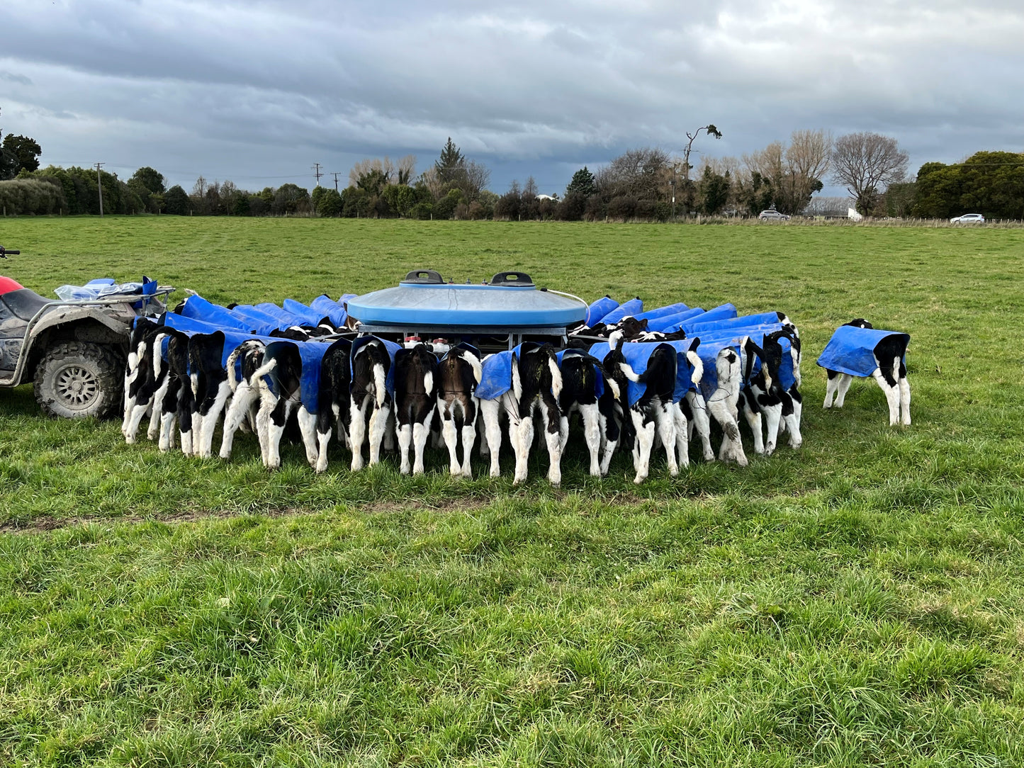 A800 PE Calf Cover (10 pack)