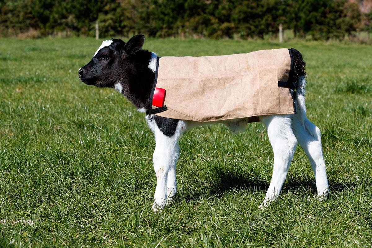 Yearling Covers