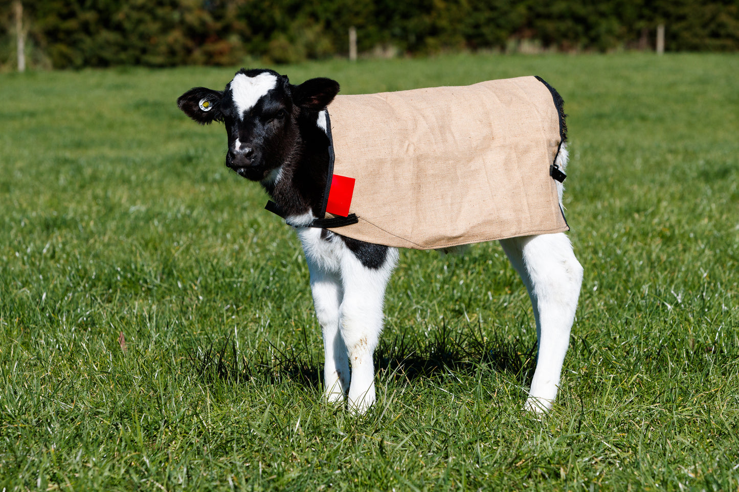JB950 Jute Yearling Cover - White tab
