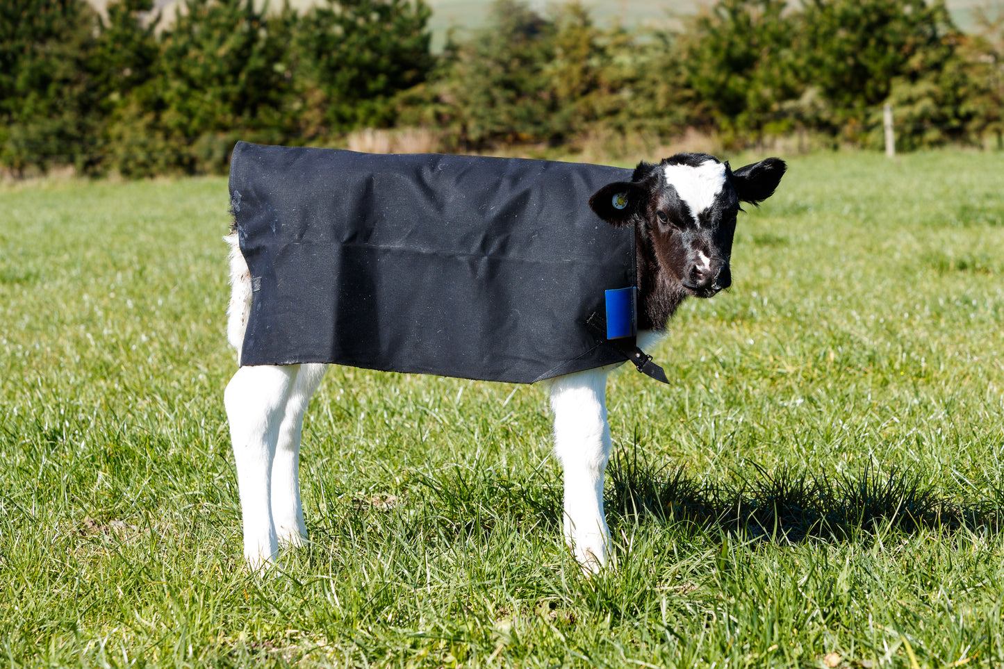 PB650L Canvas Lined Calf Cover - Red Tab