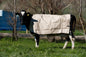 JB1425 Jute Cow Cover - Black tab