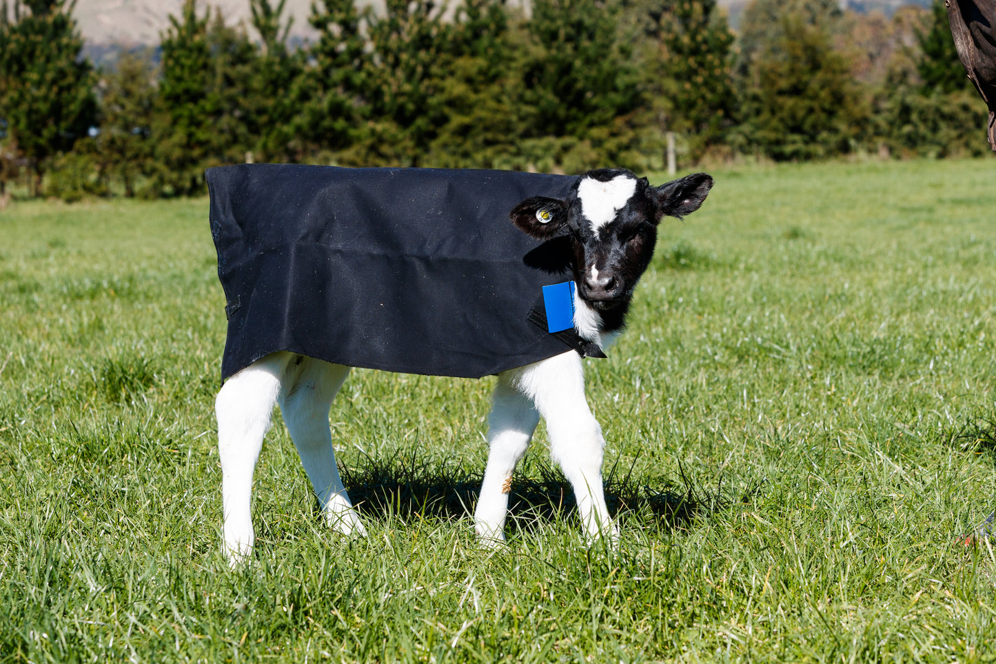 PB800 Canvas Calf Covers
