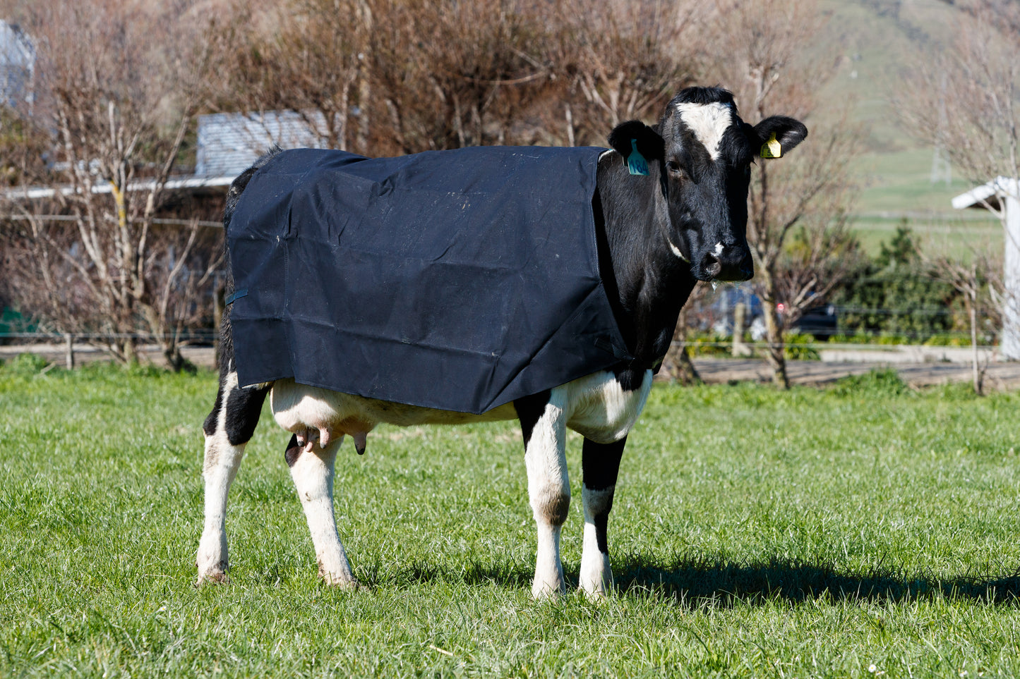 PB1350L Canvas Lined Cow Cover - Red tab