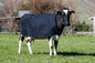 PB1350L Canvas Lined Cow Cover - Red tab