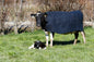PB1350 Canvas Cow Cover - Red tab