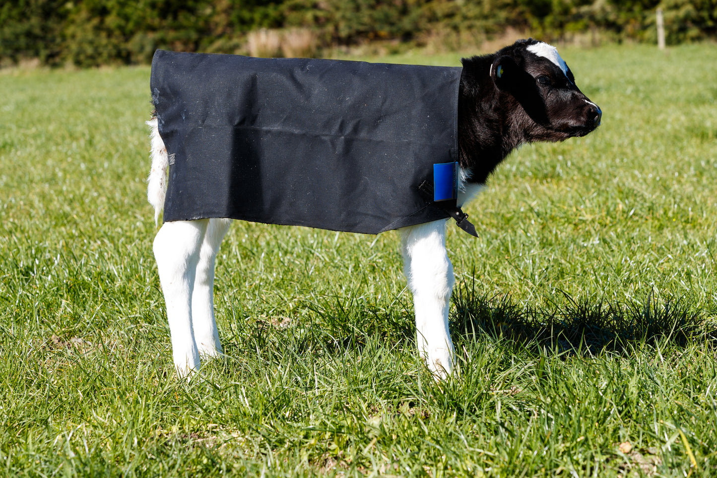 PB800L Canvas Lined Calf Covers - Dark blue tab