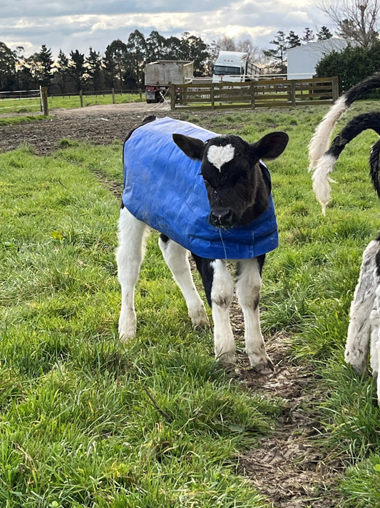 A650 PE Calf Cover (10 Pack)